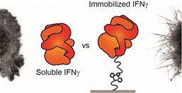 Diagram comparing soluble versus immobilized IFN-γ presentation to neural stem cells