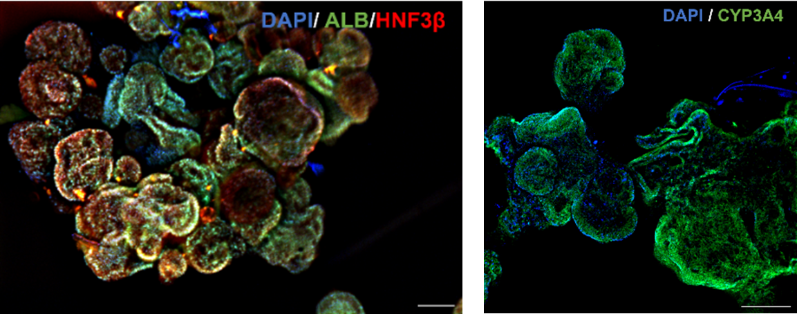 Fluorescence microscopy of liver organoids stained for DAPI, albumin, HNF3β, and CYP3A4
