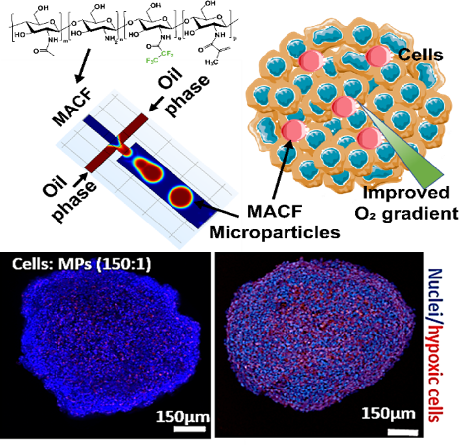 MACF microparticle fabrication schematic and fluorescence microscopy of liver spheroids showing nuclei and hypoxic cells